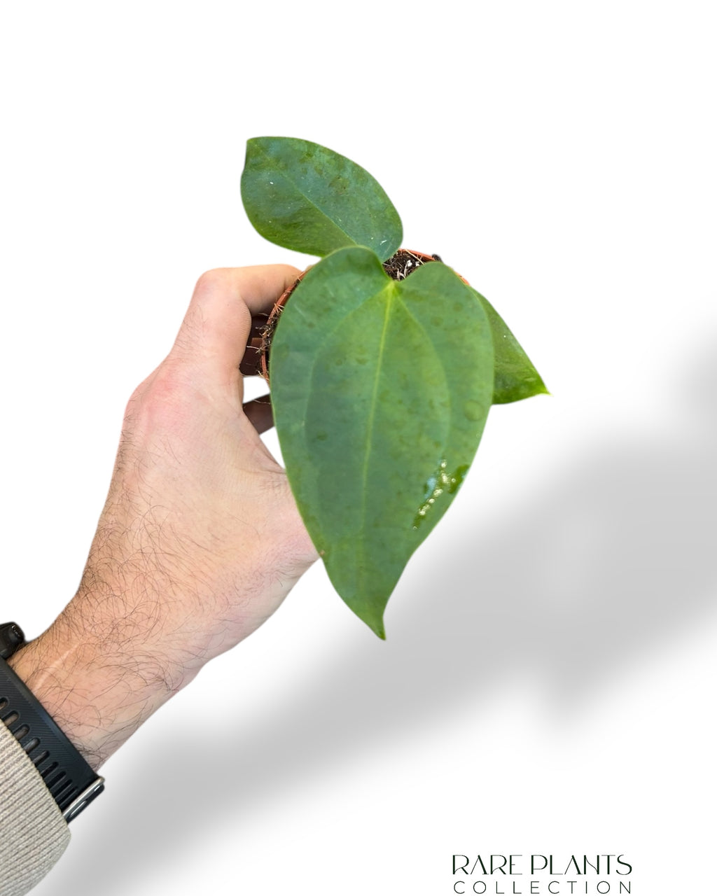 anthurium napo Anthurium Napo | Buy online