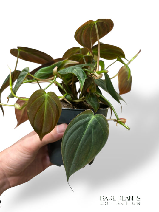 Philodendron Micans