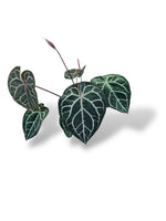 Anthurium Michelle (XL)