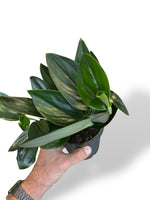 Scindapsus treubii dark form