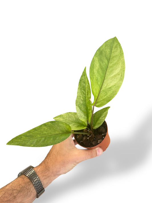 Anthurium Hookery Variegata rare plants collection rpc marcelarium