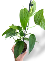 Monstera Obliqua Suriname rare plants collection rpc marcelarium