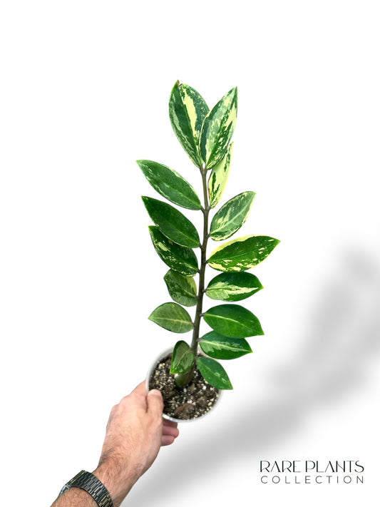 ZZ Variegata N.1