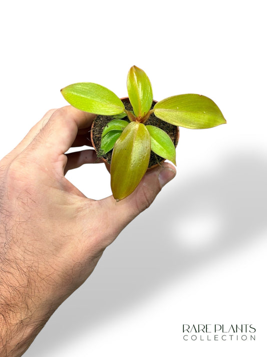 Philodendron Prince of Orange