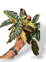 Begonia Ginny Galaxy Variegata