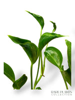 Epipremnum Shangri La