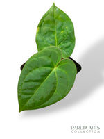 Anthurium Goliath x (Papi x)