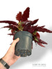 Begonia Black Forest