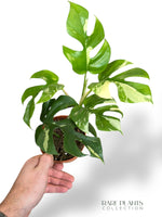 Rhaphidophora Tetrasperma Variegata