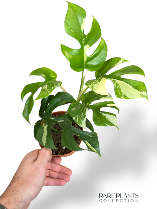 Rhaphidophora Tetrasperma Variegata