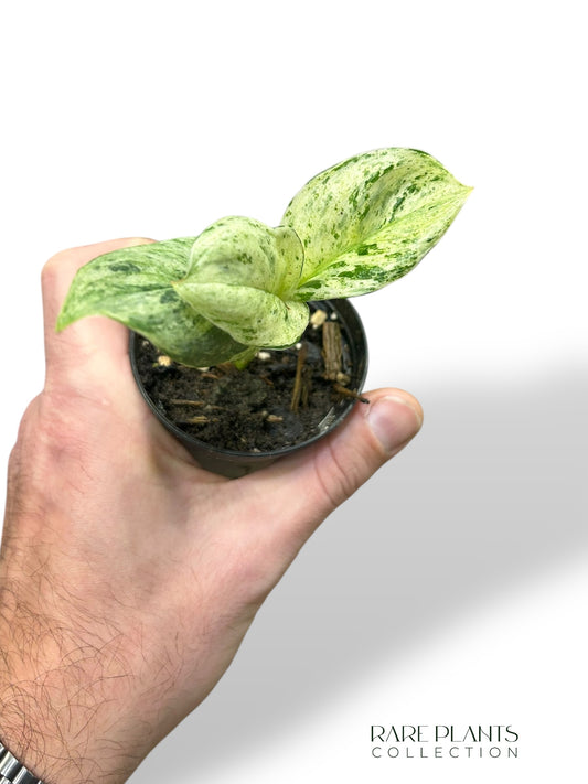 Scindapsus Moonlight Marble