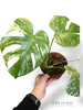 Monstera White Monster (large form)