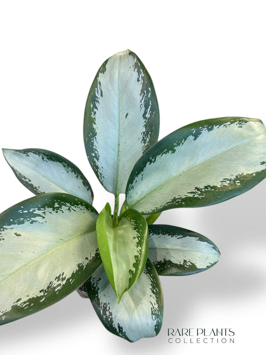 Aglaonema Silver Blue