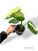 Syngonium Chiapense Albo Variegata