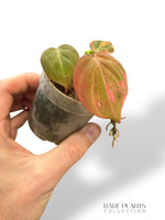 Philodendron Micans Pink Variegata