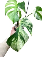 Monstera Jungle Mint