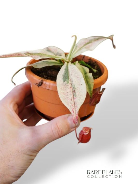 Nepenthes Viking x Ampullaria Variegata