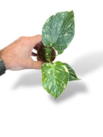 Monstera Thai constellation