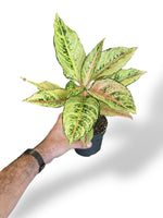 Aglaonema Chartreuse Pretty rare plants collection marcelarium