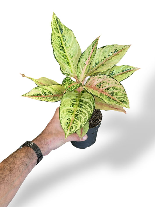 Aglaonema Chartreuse Pretty rare plants collection marcelarium