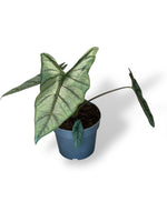 Alocasia Dragon Breath rare plants collection marcelarium
