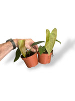 Anthurium Napo rare plants collection rpc marcelarium