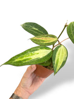 Hoya Lattifloia Pot of Gold rpc rare plants collection marcelartium