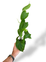 Monstera Membraceana Madison rare plants collection rpc marcelarium