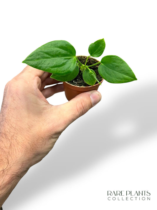 Anthurium Veitchii Baby
