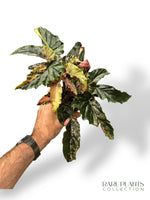 Begonia Ginny Galaxy Variegata