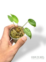 Philodendron Billietiae Variegata x Paraiso Verde N.2