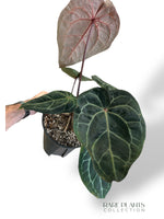 Anthurium Michelle Hot Pink x Red Velvet Cake xxl rare plants collection hybrid doc block