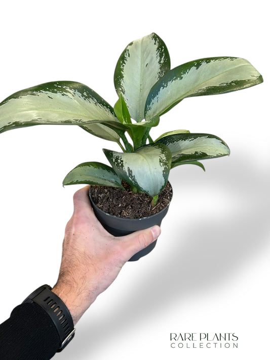 Aglaonema Silver Blue