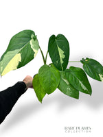 Syngonium Chiapense Albo Variegata