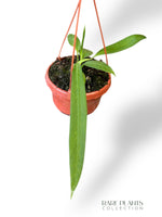 Anthurium Vittarifolium