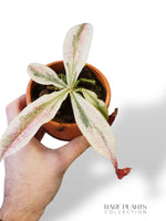 Nepenthes Viking x Ampullaria Variegata