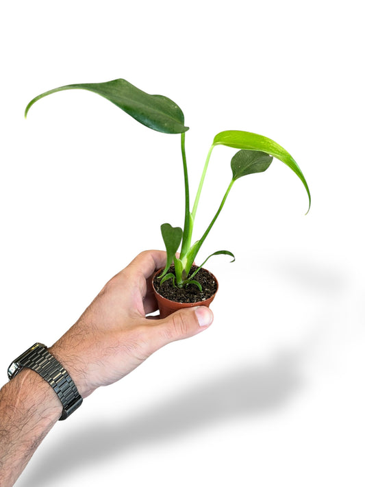 Monstera burle marx flame rare plants collection rare monstera