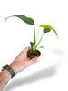 Monstera burle marx flame rare plants collection rare monstera
