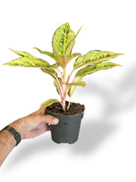 Aglaonema Chartreuse Pretty rare plants collection marcelarium