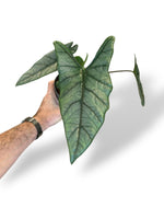 Alocasia Dragon Breath rare plants collection marcelarium