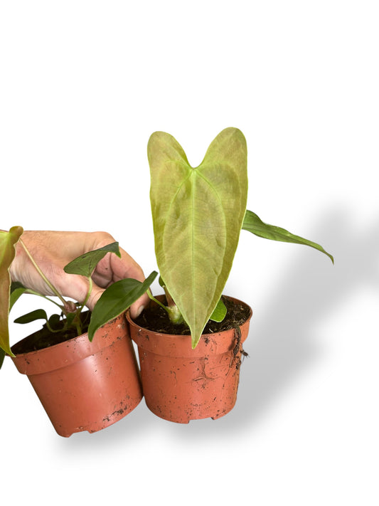 Anthurium Napo rare plants collection rpc marcelarium
