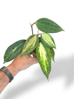 Hoya Lattifloia Pot of Gold rpc rare plants collection marcelartium