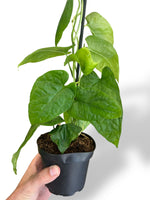 Monstera Membraceana Madison rare plants collection rpc marcelarium