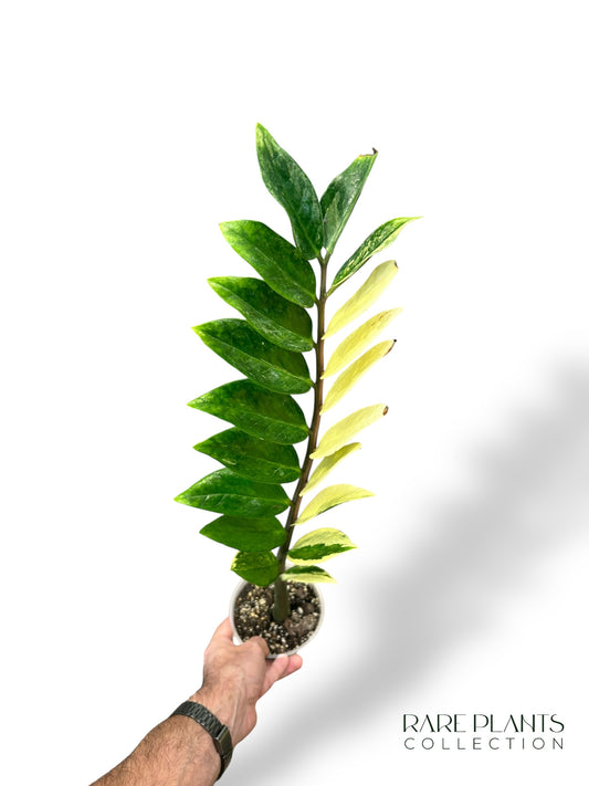 ZZ Variegata N.3
