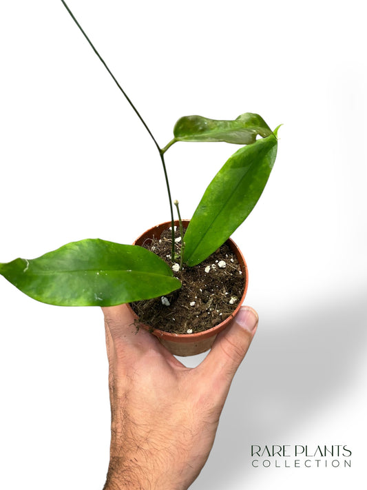 Hoya Archboldiana