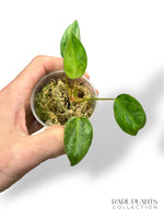 Philodendron Billietiae Variegata x Paraiso Verde N.2