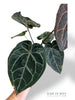 Anthurium Michelle Hot Pink x Red Velvet Cake xxl rare plants collection hybrid doc block