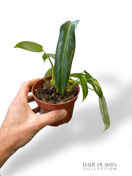 Philodendron Spiritus Sancti (baby)