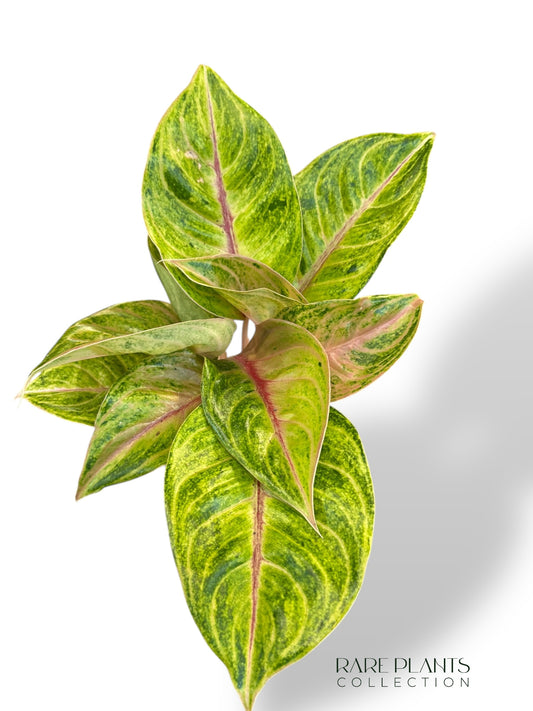 Aglaonema Iguana Red