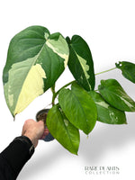 Syngonium Chiapense Albo Variegata